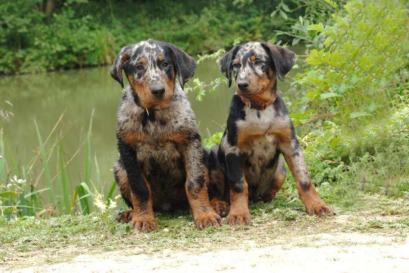 Beauceron Arlequin