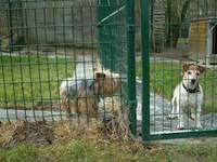 Pension canine - Kiwi et Aurore
